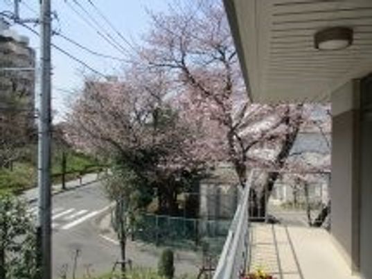 桜の見えるテラス
