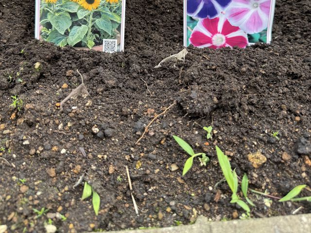 花苗を植えた花壇 庭   土がふかふかの花壇に苗を植えた様子です。花を育てる取り組みで、季節を感じられる環境づくりに役立ちます。