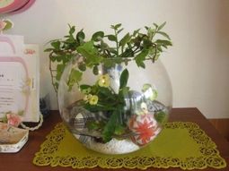 丸いガラスの植木鉢と花