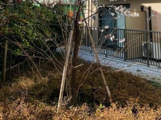 中庭の植栽と通路  