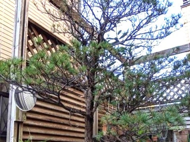 木々のある中庭 中庭   木々が植えられた落ち着いた空間です。外の景色を感じながら、気分転換しやすそうです。