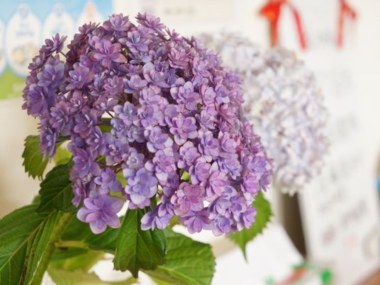 紫陽花が咲く明るい室内