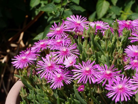 紫色の花が咲く植物園