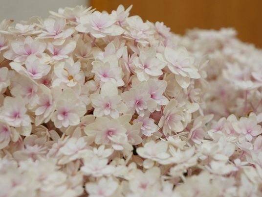 淡いピンクの花々