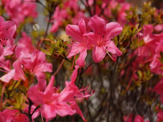 ピンクの花が咲く中庭
