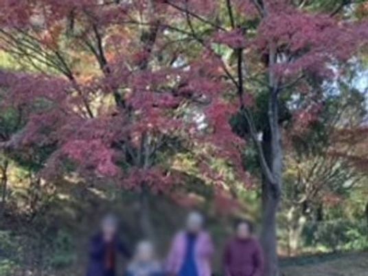 色鮮やかなもみじの木