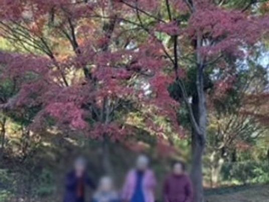 色鮮やかなもみじの木