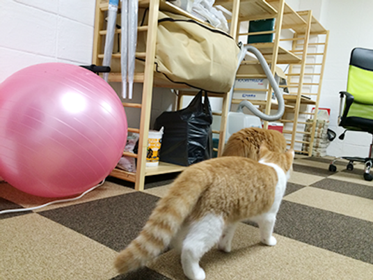 室内と猫