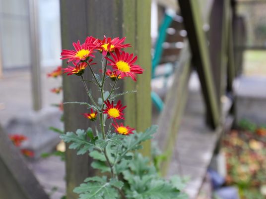 赤い花が咲く庭先