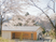 桜に囲まれた建物外観  