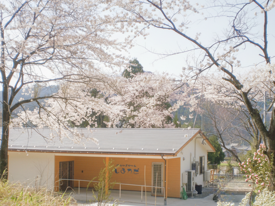 桜に囲まれた建物外観  