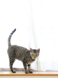 猫が窓辺に立つ様子