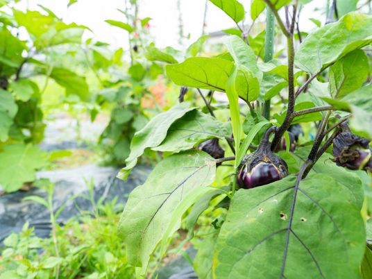 新鮮な野菜の成長する庭