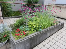 色とりどりの花壇
