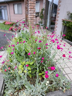 建物前の花壇