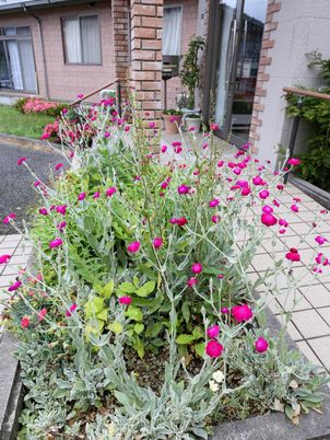 建物前の花壇