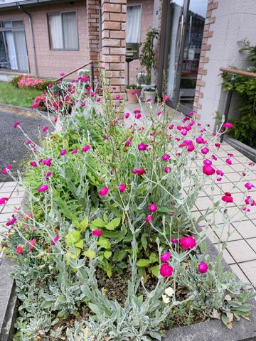 建物前の花壇