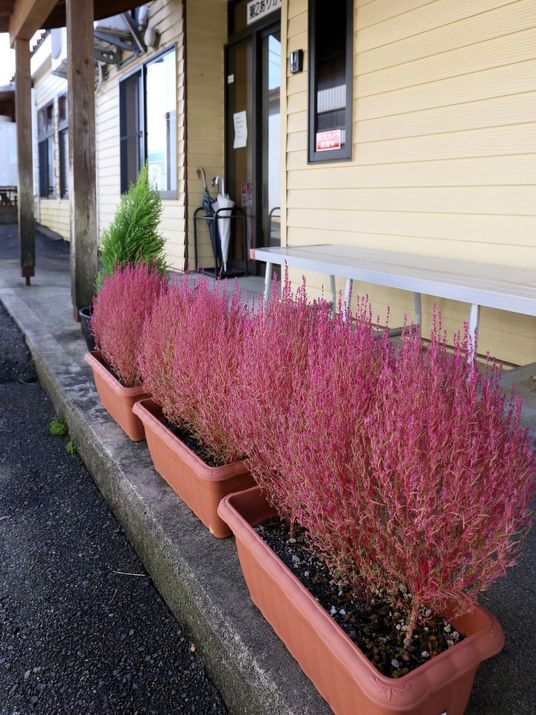 エントランスの植物たち