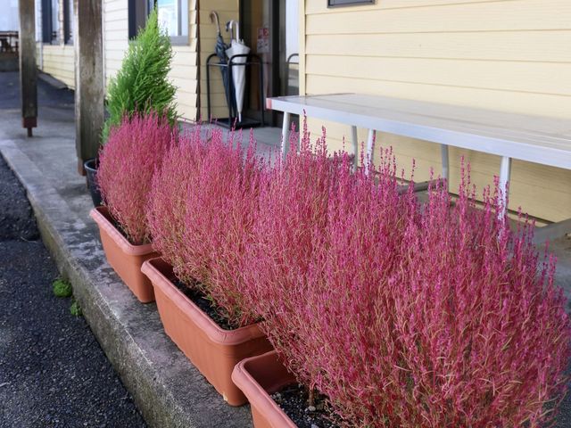 エントランスの植物たち 外観 暖かな色彩の壁に囲まれた玄関周りには、季節の植物が彩を添え、訪れる方々を和やかに迎えています。