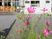 中庭の花と背景の建物