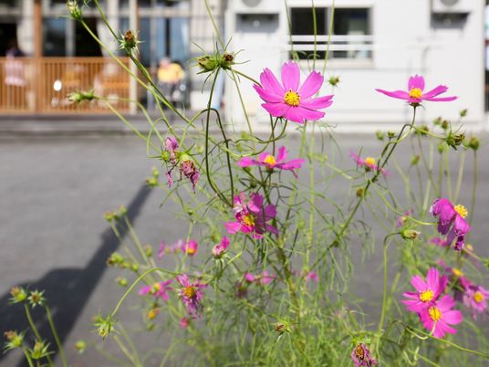 中庭の花と背景の建物