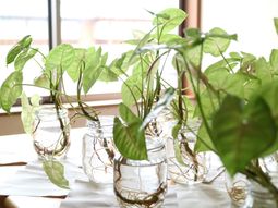 緑豊かな水耕植物