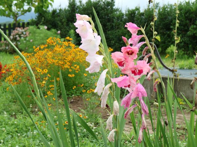 色鮮やかな庭の花々 菜園 手入れが行き届いた庭には季節の花が咲き、のんびりとした時間を過ごせる空間を提供しています。
