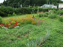 中庭の手入れされた花壇
