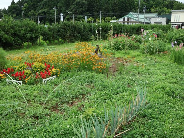 中庭の手入れされた花壇