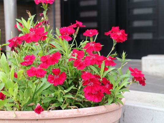 鮮やかな花が咲く植木鉢