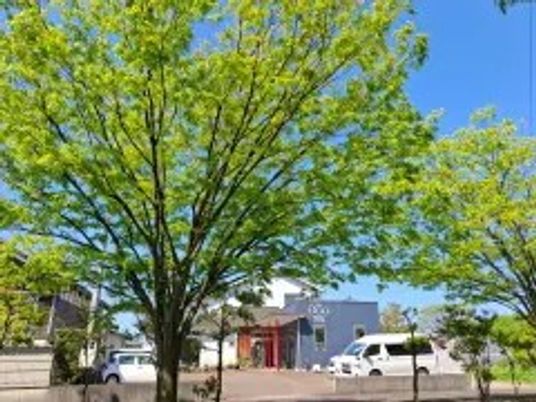 青空と大木の外観  