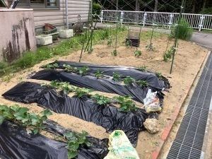 家庭菜園のある庭  