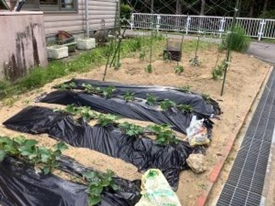 家庭菜園のある庭  