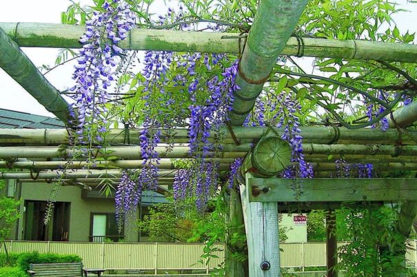 美しい藤の花の庭  