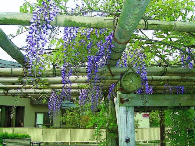美しい藤の花の庭 庭   風情ある藤棚が設けられた庭です。ゆったりとした雰囲気の中で、自然を満喫できます。