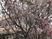 桜の木のある庭  