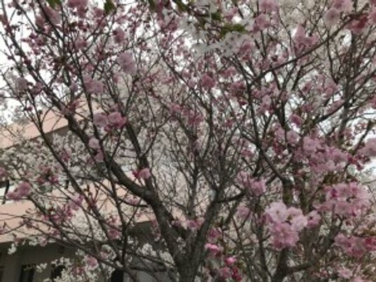 桜の木のある庭  