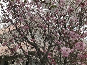 桜が咲く庭  