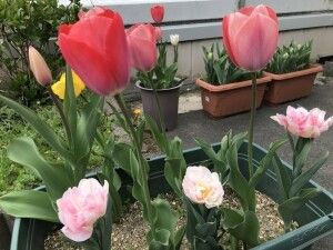 チューリップが咲く庭  