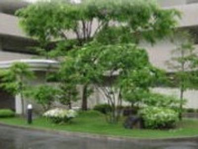 緑豊かな中庭