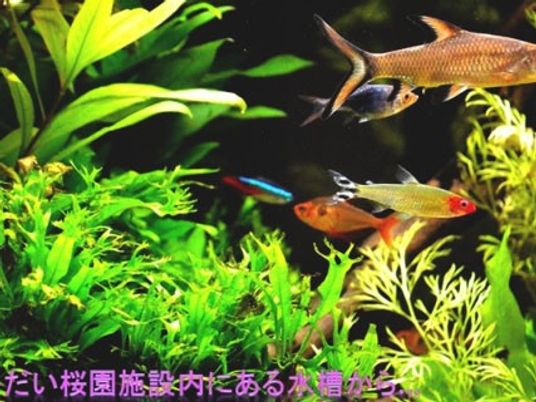 水槽のある中庭  