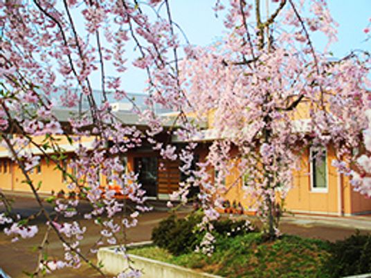 桜が咲く建物の外観