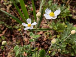 花が咲く中庭の一角