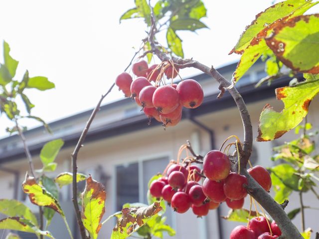 赤い実がなる植物と建物 樹木 陽光に輝く実を育む中庭は、四季折々の自然を感じられる場所です。