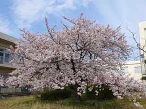 桜が咲く中庭  