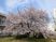 桜が咲く中庭  