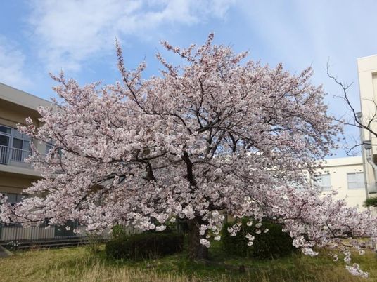 桜が咲く中庭  