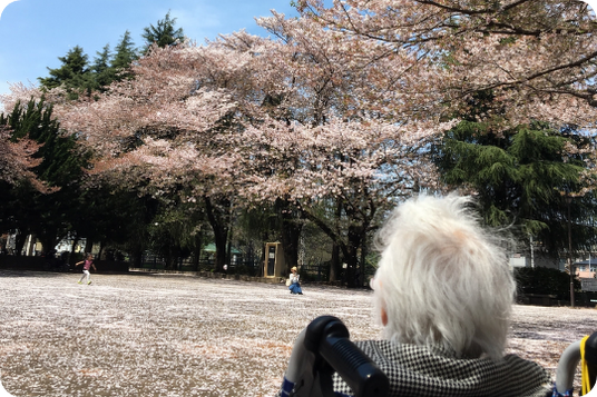 桜が咲く中庭