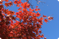 赤い紅葉の風景  