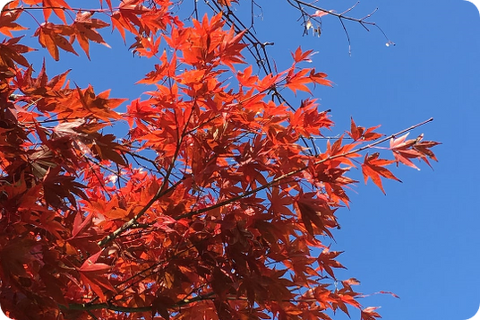 赤い紅葉の風景  